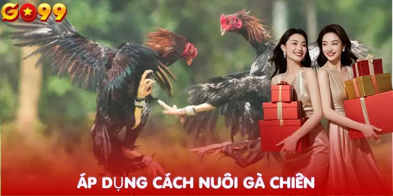 bi-quyet-nuoi-ga-chien-ap-dung