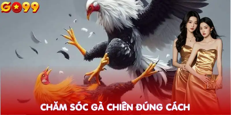 bi-quyet-nuoi-ga-chien-cham-soc-suc-khoe