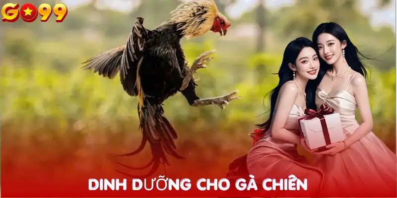 bi-quyet-nuoi-ga-chien-xay-dung-che-do-dinh-duong